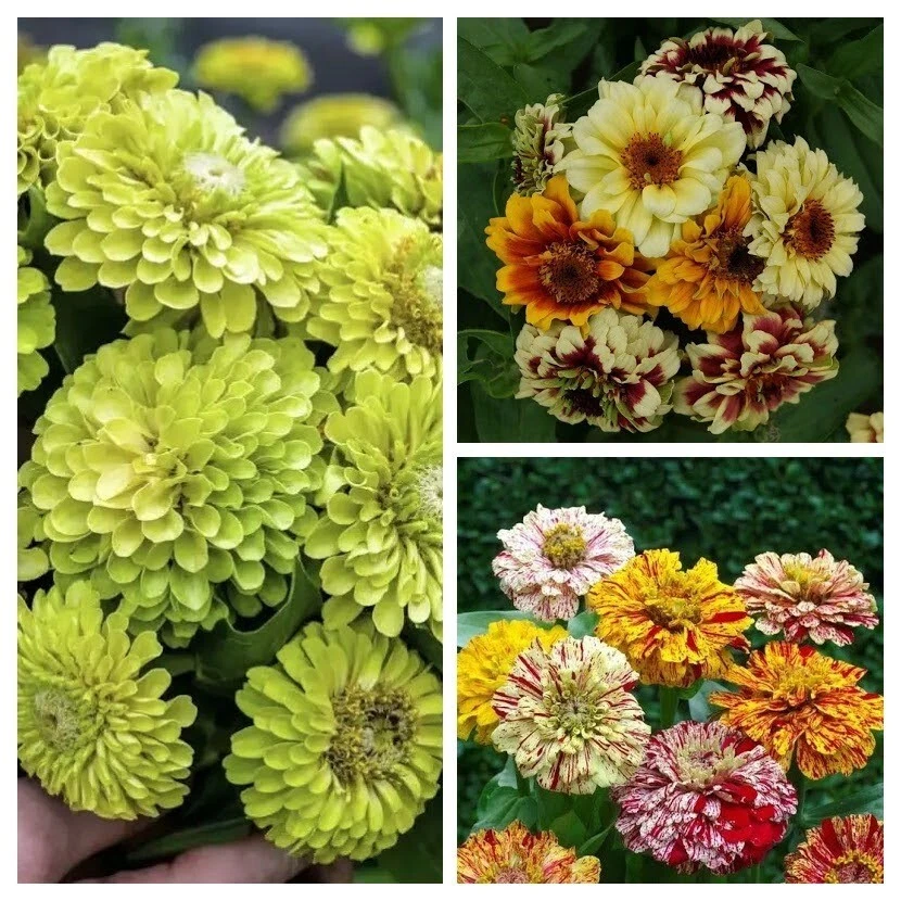 ZINNIA VARIETY PACK 3 VARIETIES 100+ Seeds Candy Stripe Mixed - Envy V 212 - Image 1 of 1