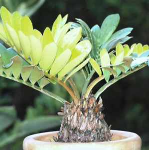 Zamia furfuracea - Cardboard Palm -  15 - 25 cm - Plant, Live starter
