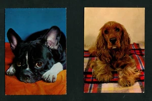 Due cani PK lotto 6 (EB12) - Foto 1 di 1