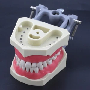 Columbia Dentoform 860 Type Dental Typodont Model 32pcs Removable Teeth Exam - Picture 1 of 12