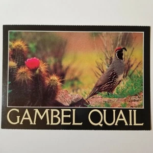 Vintage Gambel Quail Tempe, AZ Postcard New Smith-Southwestern Inc. Unused 4X6 - Picture 1 of 2