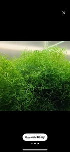 Chaeto - Picture 1 of 1