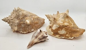 Vtg 2 Crown Conch Shell 1 Whelk Shell Natural Nautical Crafts Decorative  - Picture 1 of 21