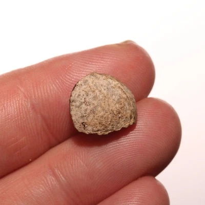 Ankylosaurus Tooth - Dinosaur Fossil - From the Hell Creek Formation Cretaceous - Image 1 of 4