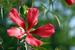 SAMEN Blumen Samen Saatgut mehrjährige Zierpflanze die rote SCHARLACH-HIBISCUS. - Bild 1 von 1