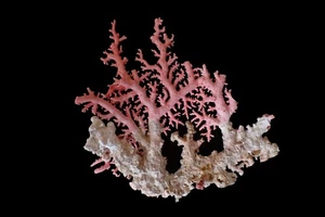 Marine Life - Pink So Lace 86 mm - NICE FORM! - Picture 1 of 2