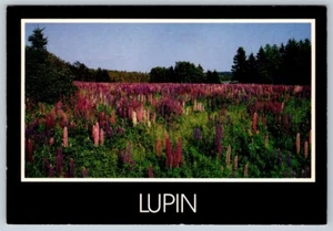 Lupin Growing Wild Along Roads Of Prince Edward Island Canada Chrome Postcard - Picture 1 of 2
