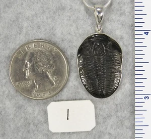 Elrathia Kingii TRILOBITE PENDANT $59 Sterling Silver Jewelry STARBORN CREATIONS - Picture 1 of 12
