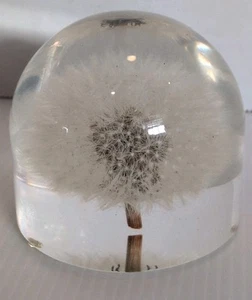 Vintage Dandelion In Lucite Paperweight 2 3/4'' Tall x 2 7/8'' W - Picture 1 of 4