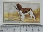1936 Gallaher Dogs 1st Series No. 8 The English Springer Spaniel