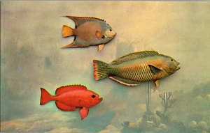 Postcard Queen Angel Wrasse Toro Florida's Famous Fish Series Chrome Unposted - Picture 1 of 2