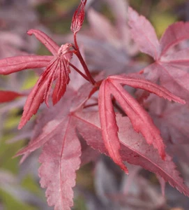 Roter Fächerahorn Bloodgood 60-80cm - Acer palmatum - Bild 1 von 1