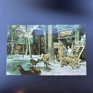 Tommy Bartlett's DEER Ranch image Silver Springs FL  FABVINTY BARGAIN POSTCARD - Picture 1 of 2