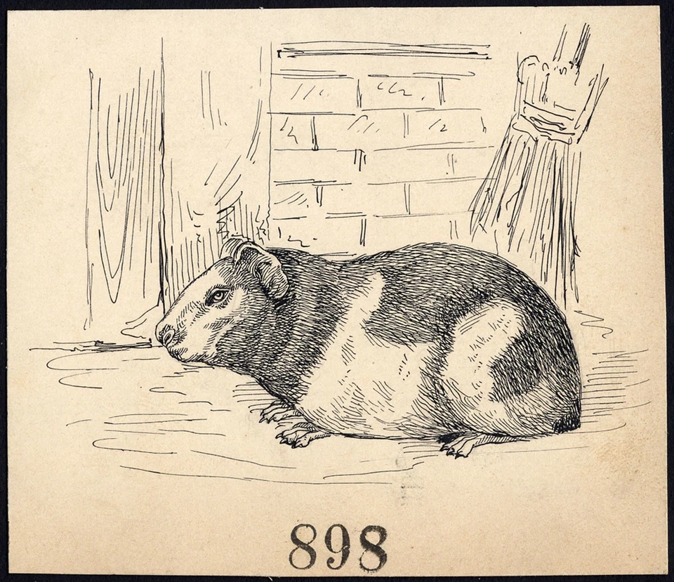 Antique Drawing-GUINEA PIG-ITEM 898-Gerard Claes-1900 Foto 1 de 1