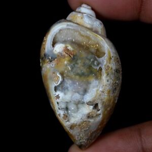 150.95 Cts 100% Natural Crystal Fossil Snail Agate Druzy Cabochon Gemstone FD06