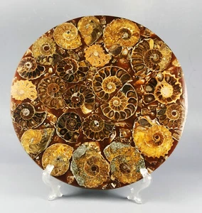 AMMONITSCHALE JURASSIC SCHEIBE HALBSCHLIFF mit Wenge Ständer - Madagaskar - Bild 1 von 10