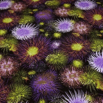 Stoff Viskose Jersey Blumen Blüten Design schwarz lila flieder grün rosa bunt - Bild 1 von 4