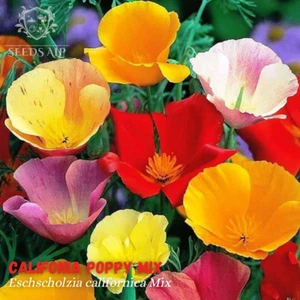 KALIFORNISCHER MOHN MIX 20.000 SAMEN - ESCHSCHOLZIA CALIFORNICA - Golden POPPY - Bild 1 von 4