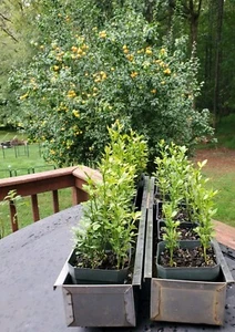 Poncirus Trifoliata Citrus Trifoliate Oranges (15 Ct) Year 1 Seedlings 4-6" 🍊 - Picture 1 of 14