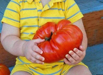 GRAN ZAC TOMATE - TOMATE GIGANTE, FRUTAS HASTA 3,0 KG, 50 SEMILLAS + REGALO - Imagen 1 de 3