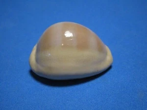 Cypraea sulcidentata grau, 1824 "ENDEMISCHE HAWAIIANISCHE INSELN!"  (38,5mm) - Bild 1 von 9