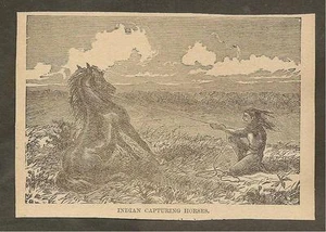 VINTAGE ILLUSTRATION - NATIVE AMERICAN CAPTURING HORSES - Picture 1 of 1
