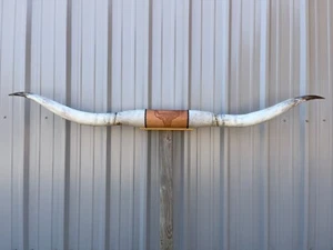 CUERNOS DE DIRECCIÓN MONTADOS 7 pies 1/4 pulgadas de ancho LONGHORN PULIDO MONTAJE VACA TORO - Imagen 1 de 5
