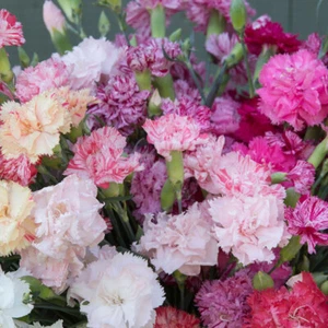 Chabaud Picotee Double Mix Carnation: 100 Seeds - Picture 1 of 2