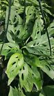 MONSTERA~ SWISS CHEESE PLANT~1 PLANT 2 to 3 leaves per 4" POT