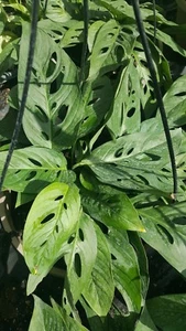 MONSTERA LIVE PLANT~SWISS CHEESE PLANT~4 to 5 ROOTED LEAVES PER 4" POT - Picture 1 of 4