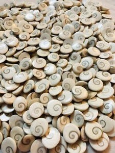 11 PC GOMTI GOMATI CHAKRA Shivas Eye Shell For Lakshmi Pooja, Wealth, Astrology - Picture 1 of 6