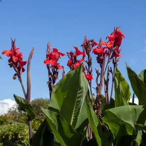 5 Red Canna Lily bulbs Rhizomes 4-5 feet large green leaves deer resistant - Picture 1 of 3
