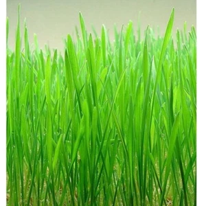 Cat Grass/ Red Wheat, Over 2300 Seeds | Heirloom - Organic | Free Shipping | - Picture 1 of 1