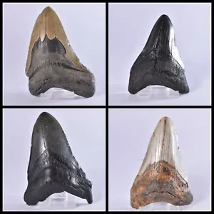 Carcharodon MEGALODON Tooth Large Genuine Fossil Shark Tooth - Miocene - USA - Foto 1 di 19