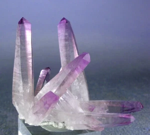 GRACEFUL GEM AMETHYST CRYSTALS SPRAY FORMATION, VERACRUZ, MEXICO, GLOBE MINERALS - Picture 1 of 5