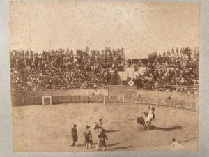 1888 Bull Fighting Albumen Photograph in Oran Algeria by Jean Geiser Switzerland - Picture 1 of 4