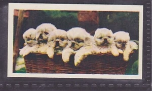 CACHORROS PEKINESES - 60 + Años Tarjeta de Comercio Inglesa # 25 - Imagen 1 de 2
