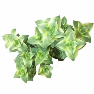 Variegated String of Buttons Variegata Crassula (2'' or 4'') - Image 1 of 4