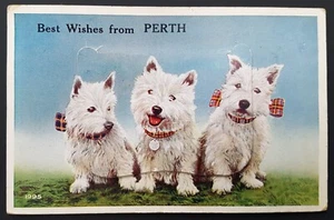 1953 PERTH Three Scottish Highland Terriers Dog Postcard - Picture 1 of 1