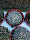Parodia Magnifica Pianta Giovane Con Radice 5 CM Cactus