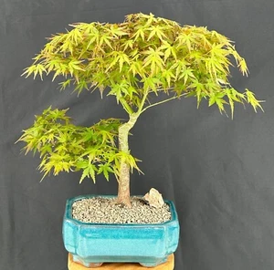 Trained Japanese Green Maple Bonsai Tree 16"H Outdoor Deciduous Acer Palmatum - Picture 1 of 2