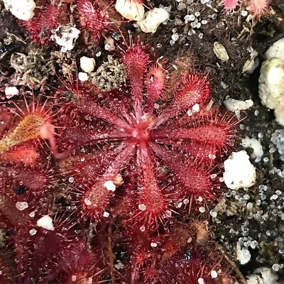 Semillas de Drosera spatulata "Beenak, Victoria Au", rocío carnívoro subtropical Foto 1 de 2