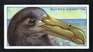 GIANT PETREL 1929 JOHN PLAYER CIGARETTES CURIOUS BEAKS #34 EXMT NICE CORNERS - Picture 1 of 2