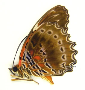 Unmounted Butterfly/Nymphalidae - Cethosia cydippe chrysippe, male, A1/A- - Picture 1 of 1