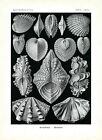 Oyster Shells & Clam Shells Ernst Haeckel 1904 Illustration, 4 X 6"-16 X 20"