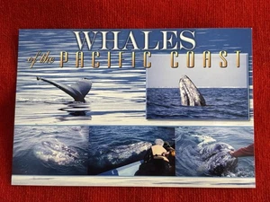 Oregon Postcard Whales on the Oregon Coast New Unposted - Picture 1 of 3