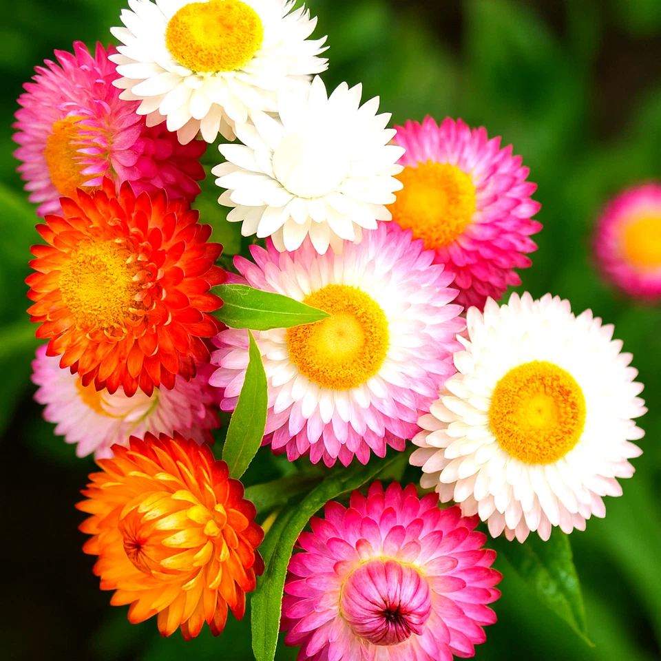 STRAWFLOWER 50+ SEEDS 🌼 HEIRLOOM EVERLASTING • CUT/DRIED BLOOMS • FREE SHIPPING - Image 1 of 4