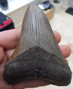 Diente grande de megalodon - 4,100 pulgadas (10,41 cm) - Imagen 1 de 6