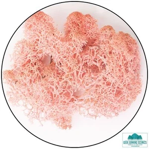 Lichen - Reindeer Moss (Icelandic Moss) Rose - Picture 1 of 1