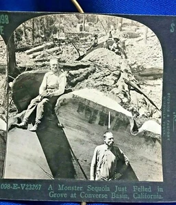 STEREOVIEW Photo Giant Sequoia Cut Down in Converse Basin, CA ~ Early Keystone - Picture 1 of 3